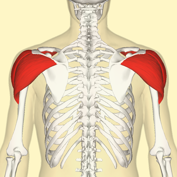 File:Deltoid muscle back.png