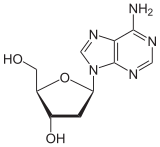 Skeletal formula of deoxyadenosine