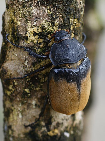 File:Dynastes hercules (Cahuita).jpg