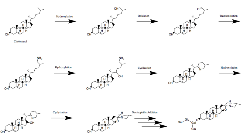 File:Edited tomatine biosynthesis.png