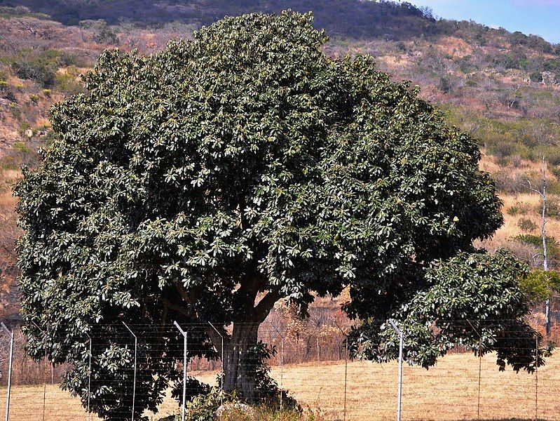 File:Englerophytum magalismontanum, Nelspruit.jpg