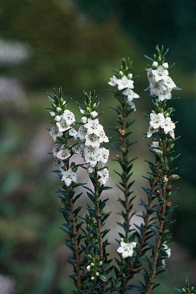 File:Epacris sinclairii 6833354.jpg