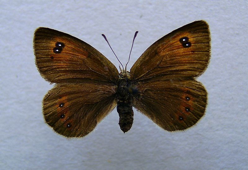 File:Erebia cassioides.jpg