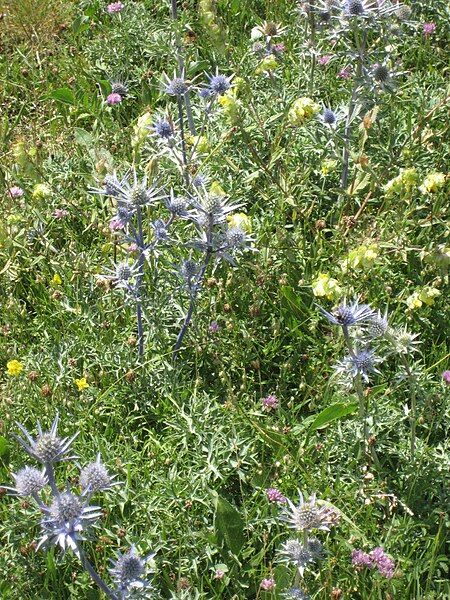 File:Eryngium sp.jpg