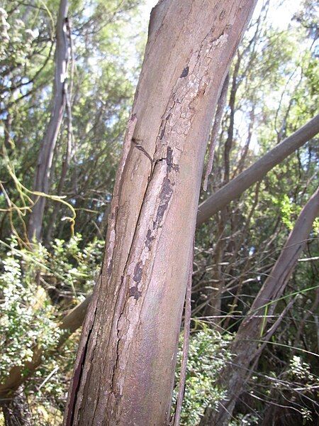 File:Eucalyptus imlayensis stem.JPG