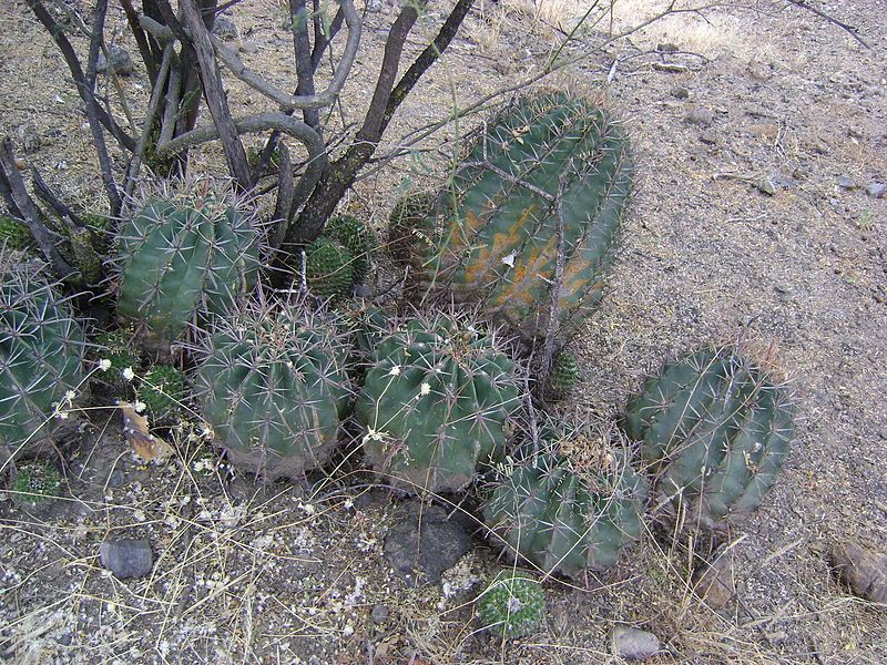 File:Ferocactus recurvus.jpg