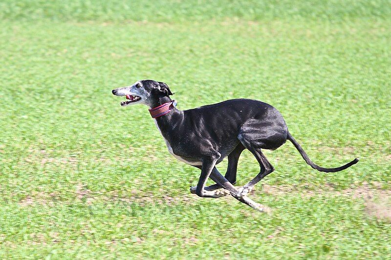 File:Galgo español running.jpg