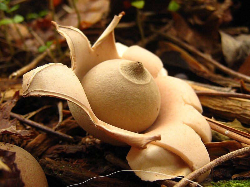 File:Geastrum.Saccatum.002.jpg