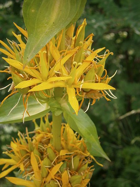 File:Gentiana lutea003.jpg