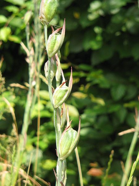 File:Gladiolus byzantinus fruits02.jpg