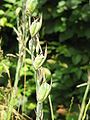 Gladiolus × byzantinus fruits