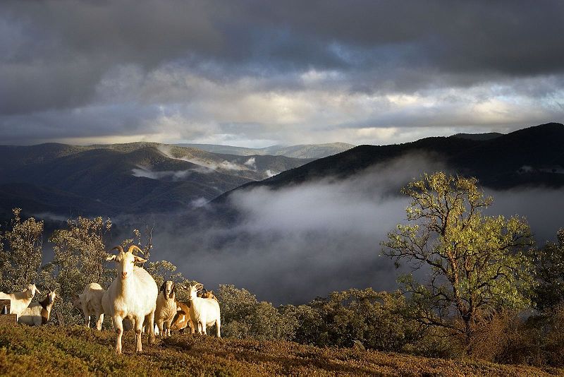 File:Goats in mountains.jpg