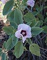 Northern Territory: Sturt's desert rose