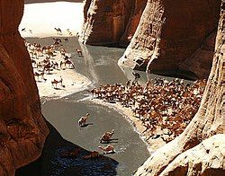 Camels in the Guelta d'Archei