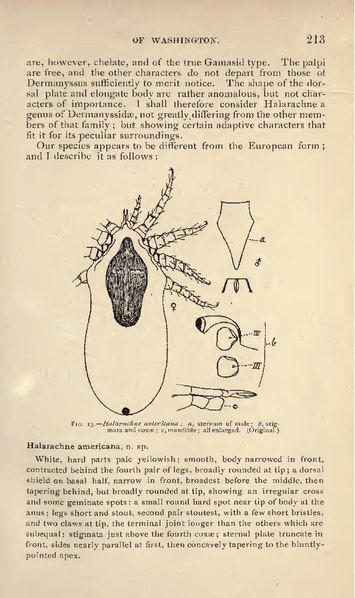 File:Halarachne americana.pdf