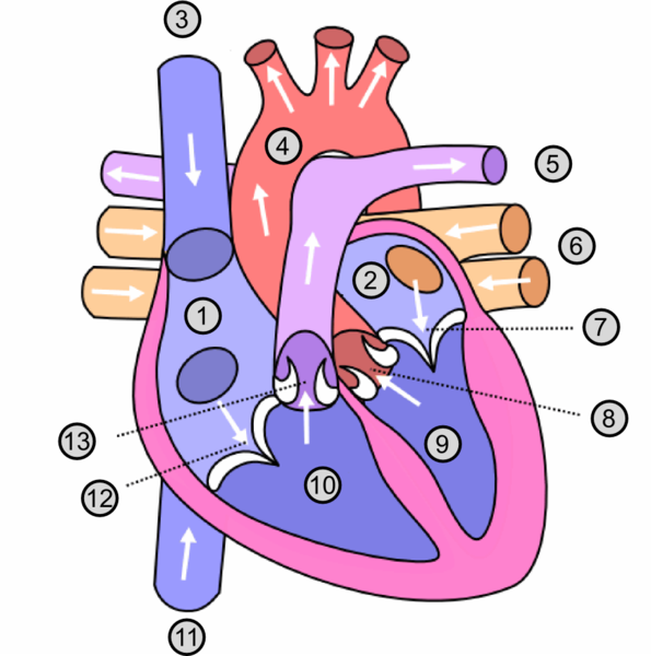 File:Heart numlabels.png