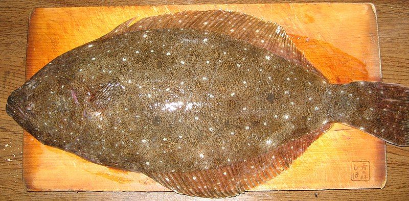 File:Hirame flatfish front.JPG