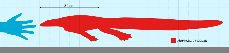 File:Hovasaurus Scale.svg