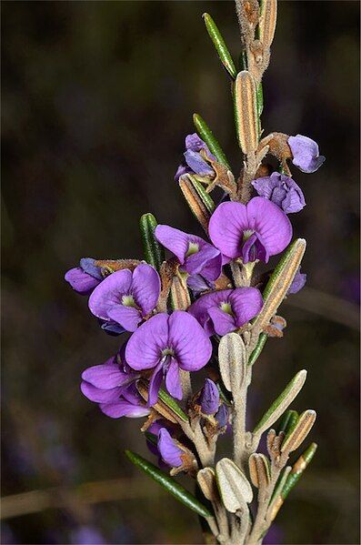 File:Hovea montana image.jpg