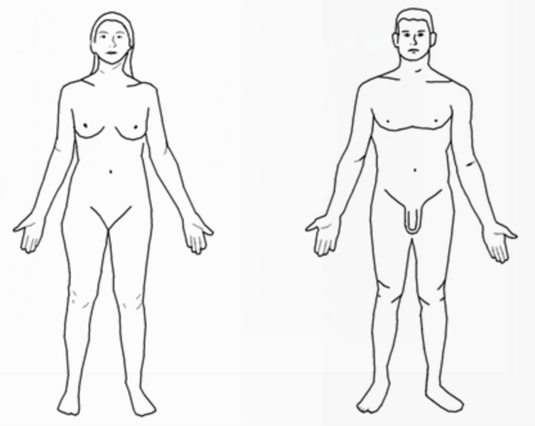 File:HumanBodyFeaturesV1.png