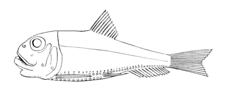 File:Ichthyococcus ovatus.jpg