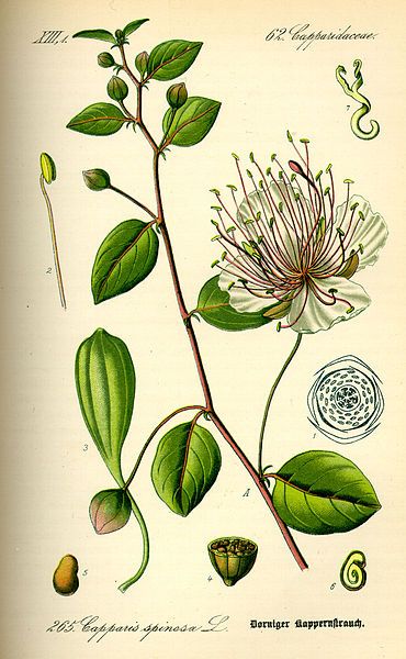 File:Illustration Capparis spinosa0.jpg