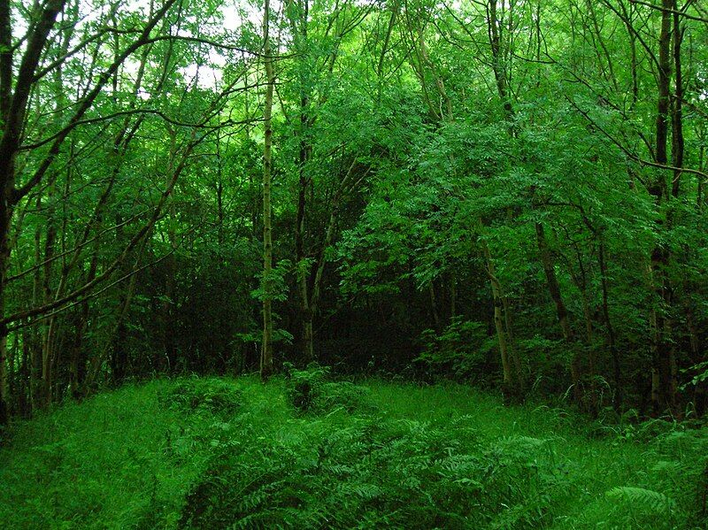 File:Judge's Hill woods.JPG