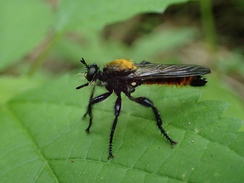 File:Laphria sericea.jpg