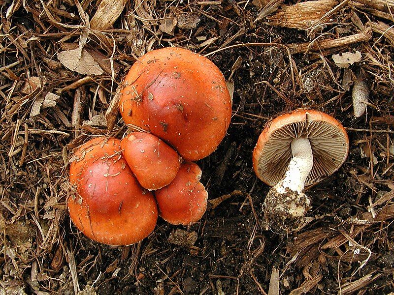 File:Leratiomyces ceres (2004).jpg