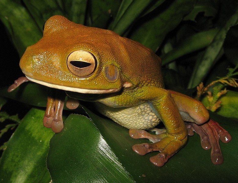 File:Litoria infrafrenata.jpg