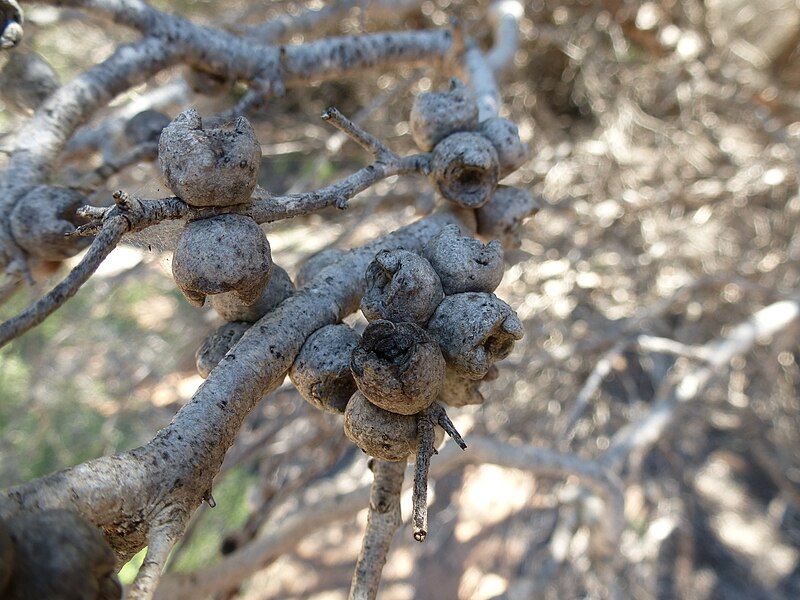 File:Melaleuca cardiophylla (fruit).JPG