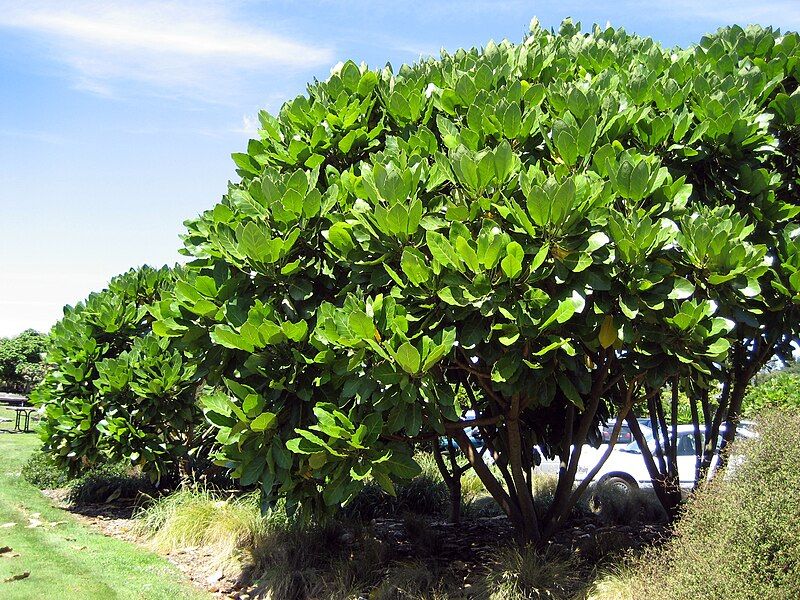 File:Merytasinclairiitrees.jpg