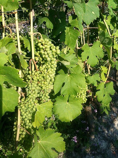 File:Moscato Bianco grapes.jpg