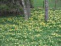 Narcissus pseudonarcissus subsp. pseudonarcissus habitat