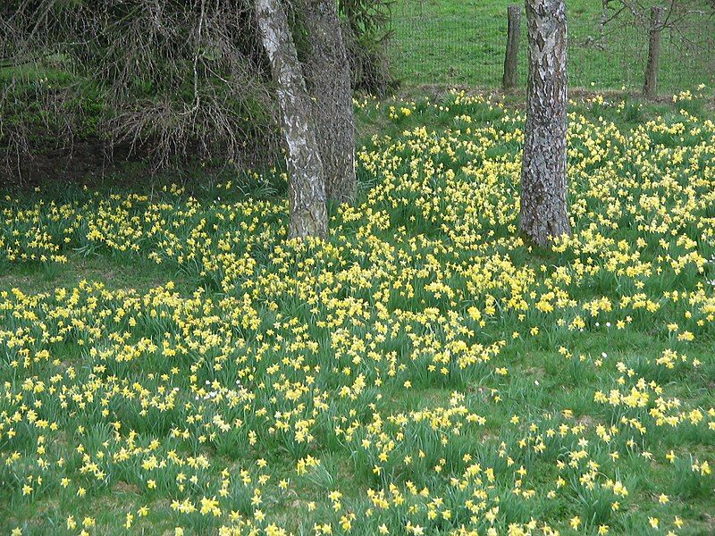 File:Narcissus pseudonarcissus (habitat).jpg