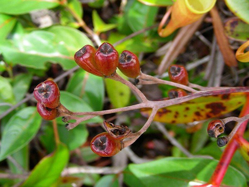 File:Nepenthes pervillei13.jpg