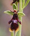 Ophrys insectifera Flower