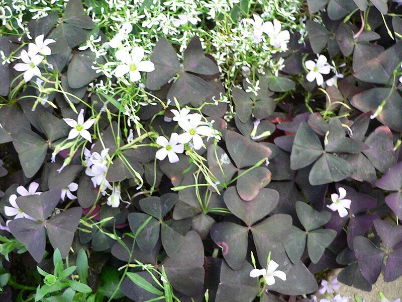 File:Oxalis triangularis 2.jpg