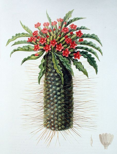 File:Pachypodium namaquanum00.jpg