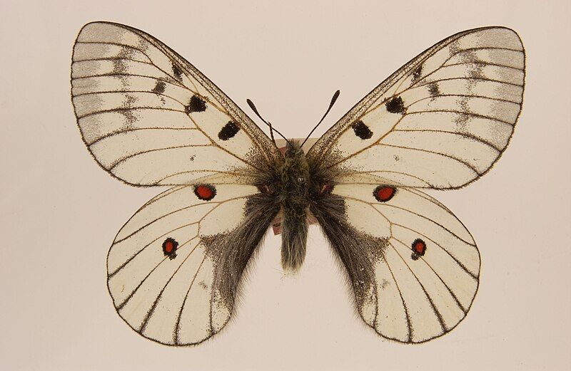 File:Parnassius bremeri1934 ulster.jpg