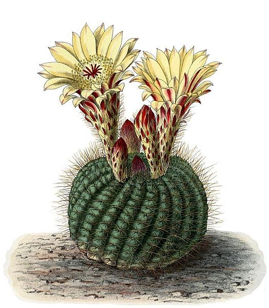 File:Parodia concinna BlKakteenT94.jpg