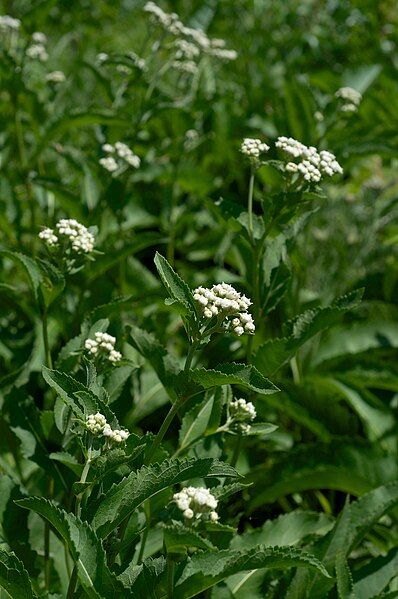 File:Parthenium integrifolium.jpg