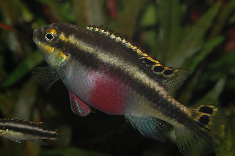 File:Pelvicachromis pulcher (female).jpg