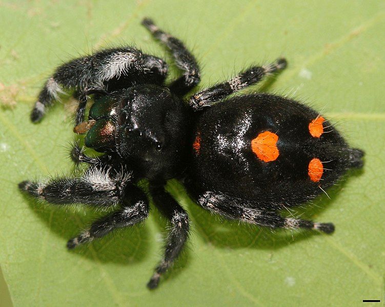 File:Phidippus audax 5370.jpg