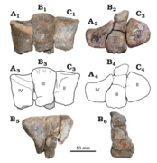 Phuwiangvenator - metatarsals with pathology