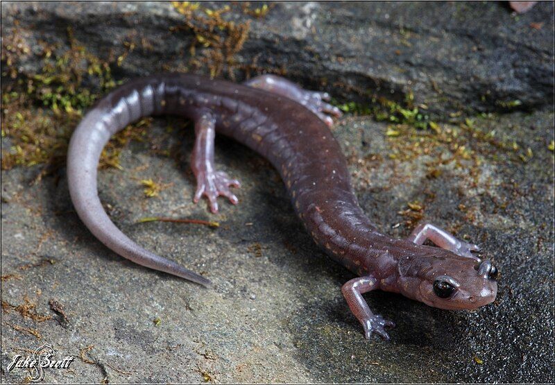 File:Plethodon jacksoni.jpg