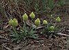 Polygala nana