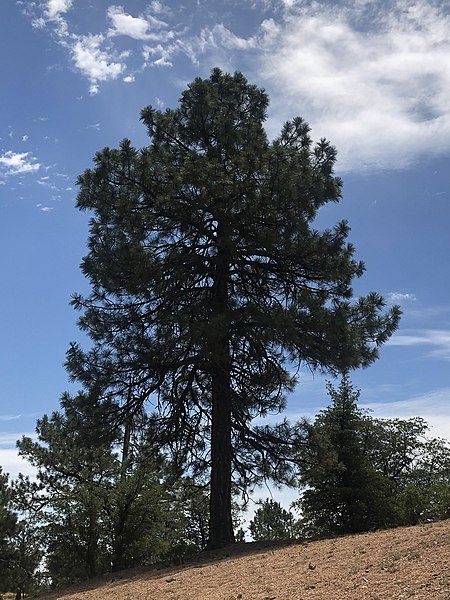 File:Ponderosa Pine.jpg