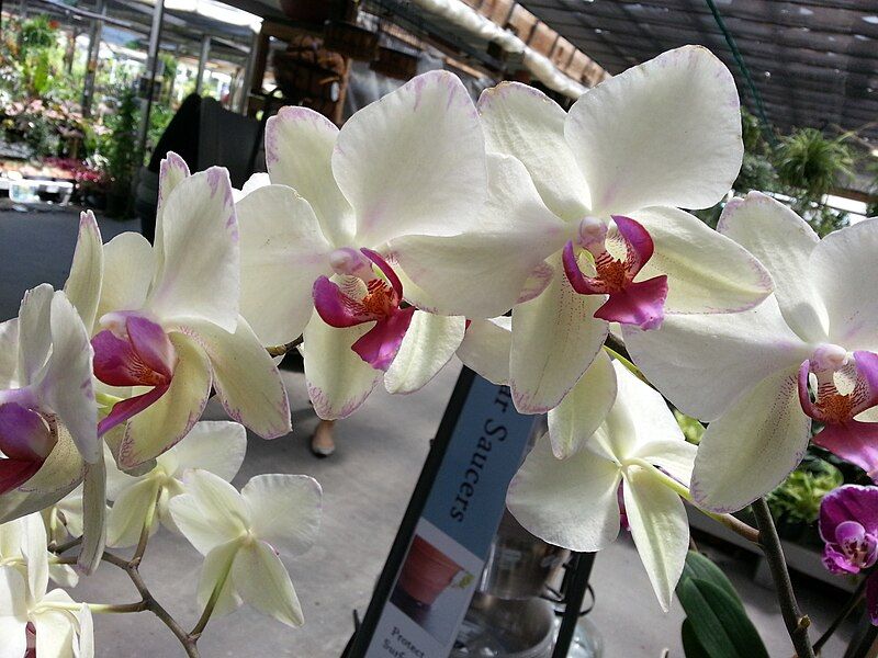 File:Potted phal RA.jpg