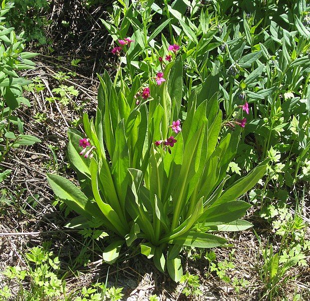 File:Primula parryi.jpg